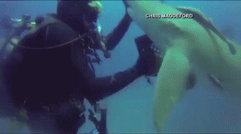 難以置信！鯊魚求救 讓潛水員拔出體內(nèi)鉤子