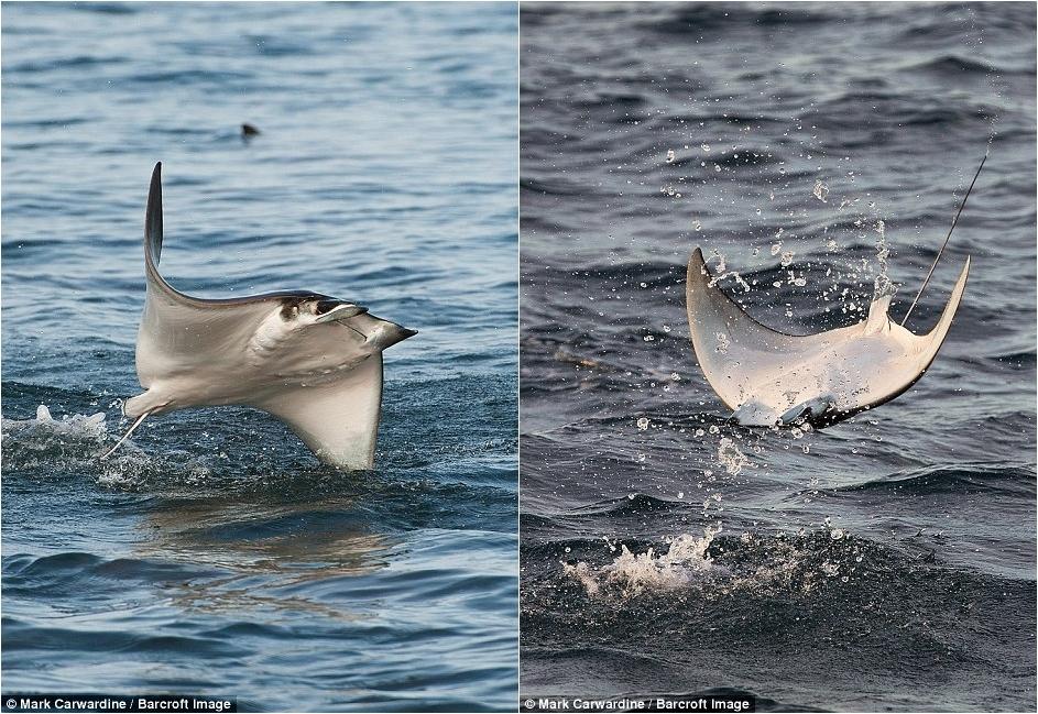 數千條魔鬼魚飛出海面秀“飛行特技”