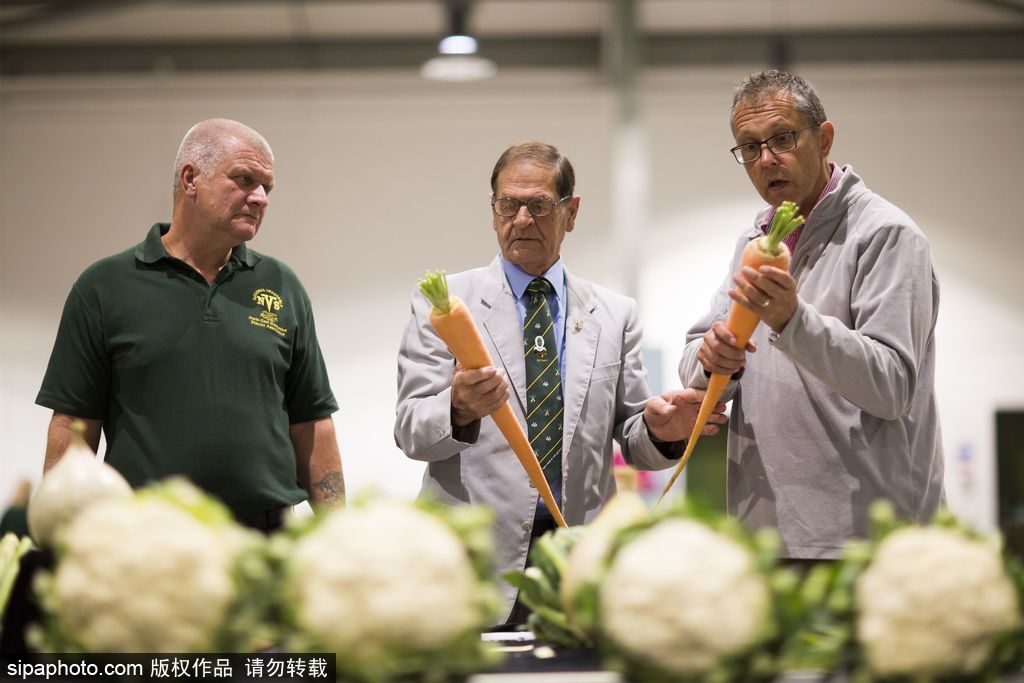 英國舉行“巨型蔬菜競賽” 南瓜綠菜中“巨無霸”亮相驚呆路人