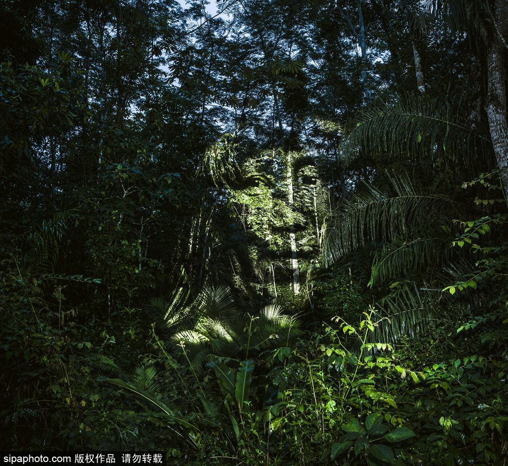 巴西熱帶雨林的投影 攝影師打造震撼光影涂鴉提倡環保