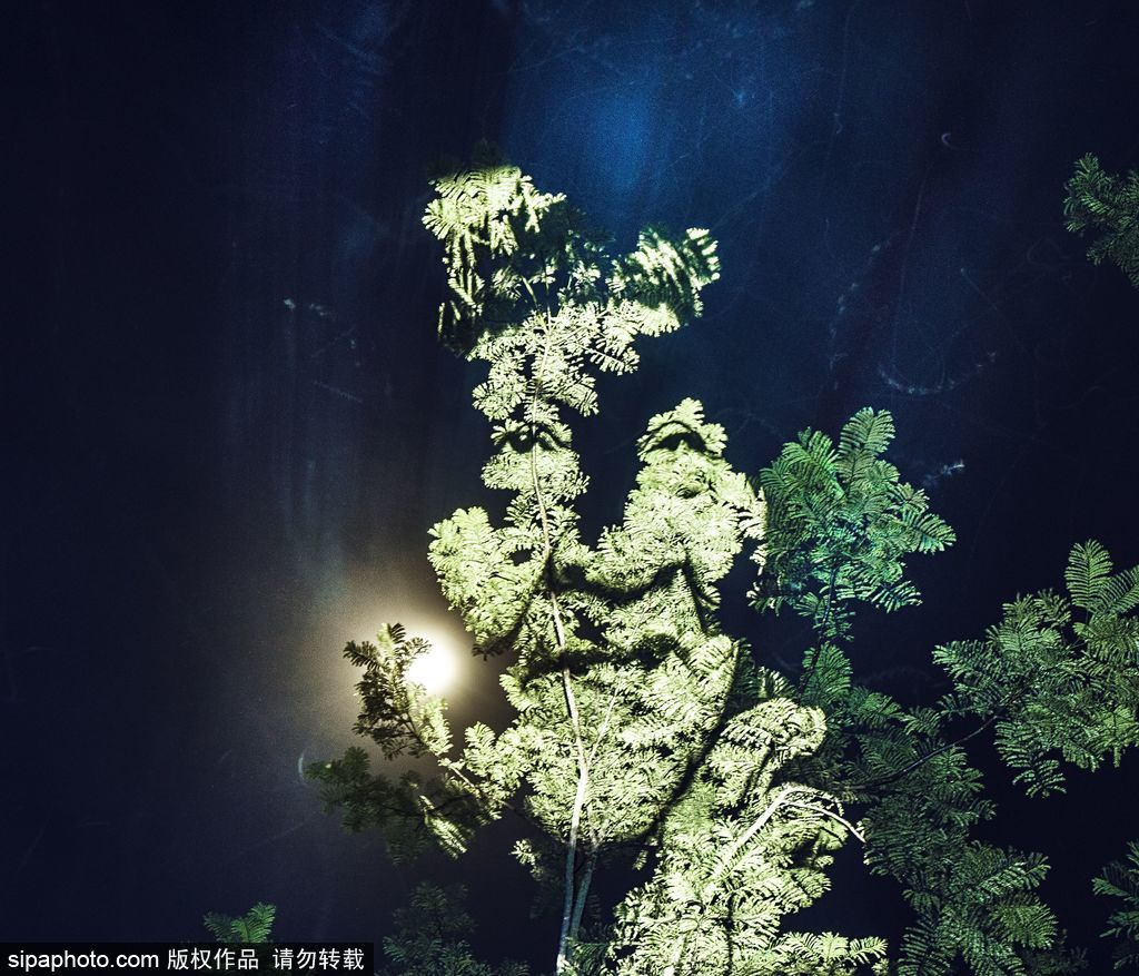 巴西熱帶雨林的投影 攝影師打造震撼光影涂鴉提倡環(huán)保