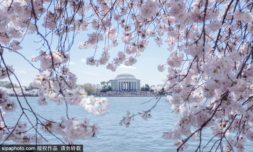 日本櫻花季即將到來 盤點(diǎn)國內(nèi)外賞櫻勝地超浪漫