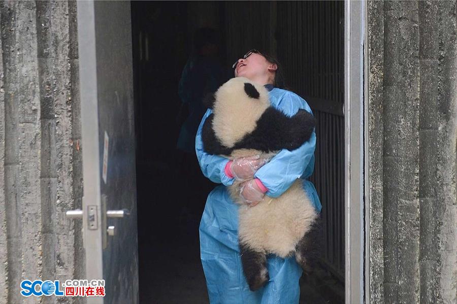 揭秘熊貓保姆工作內幕 不只是被抱大腿（組圖）