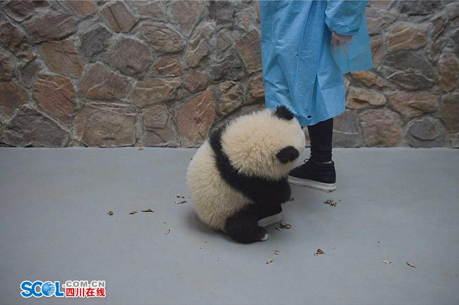 揭秘熊貓保姆工作內幕 不只是被抱大腿（組圖）