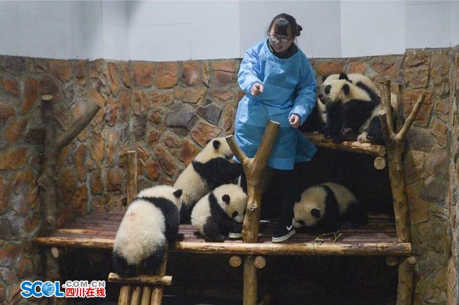揭秘熊貓保姆工作內(nèi)幕 不只是被抱大腿（組圖）