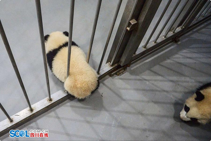 揭秘熊貓保姆工作 喂奶、陪耍視如己出（組圖）