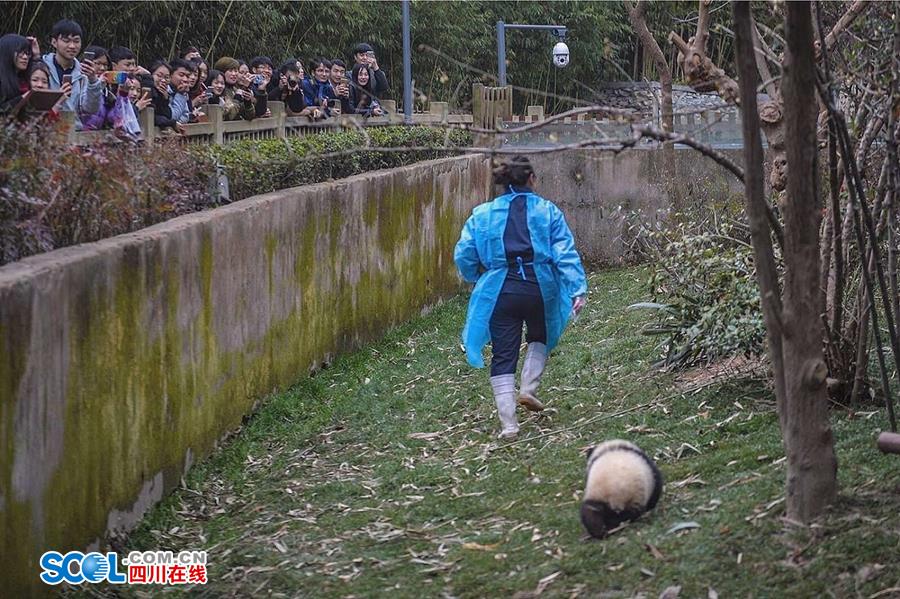 揭秘熊貓保姆工作 喂奶、陪耍視如己出（組圖）