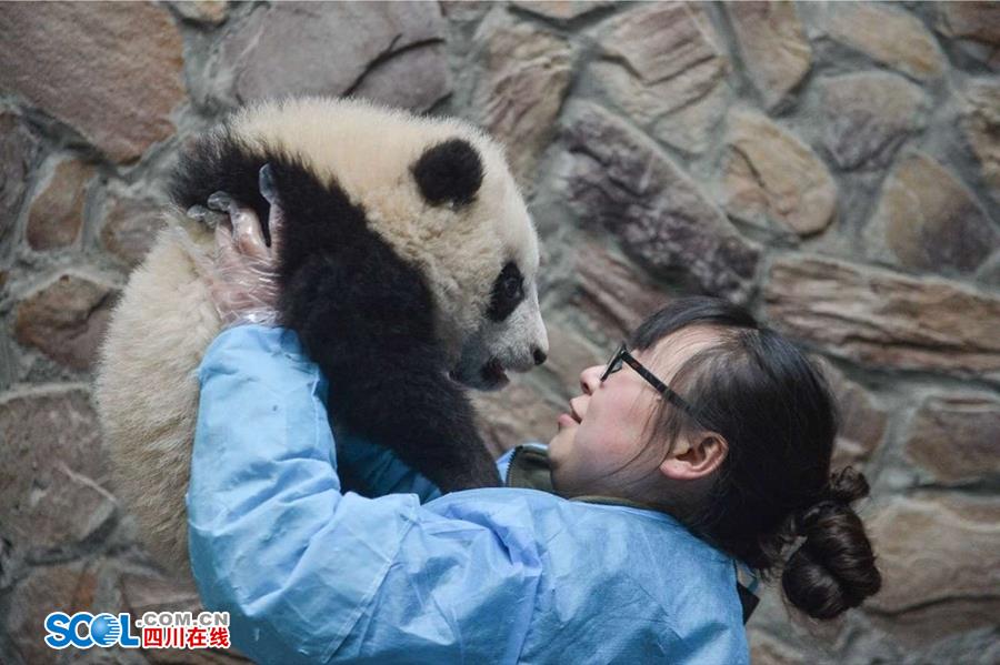 揭秘熊貓保姆工作 喂奶、陪耍視如己出（組圖）