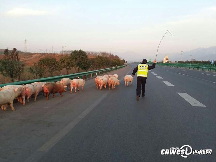 陜西一貨車(chē)側(cè)翻 “二師兄”高速上撒歡（組圖）