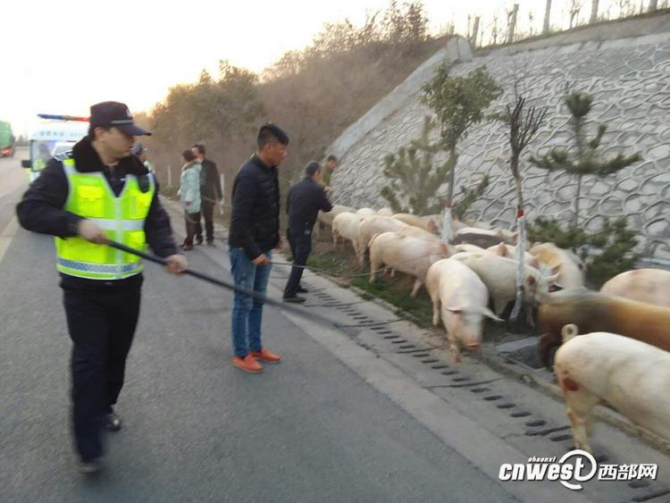 陜西一貨車側翻 “二師兄”高速上撒歡（組圖）