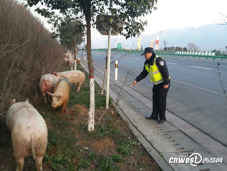 貨車側翻生豬高速上撒歡 西安交警揮鞭子趕豬回圈（組圖）