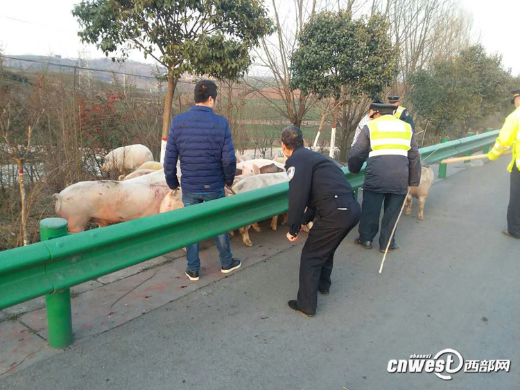 貨車側(cè)翻生豬高速上撒歡 西安交警揮鞭子趕豬回圈（組圖）