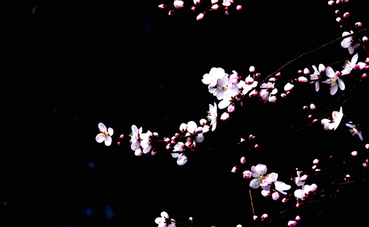 《三生三世》已完結(jié) 西安附近哪里能去看桃花？