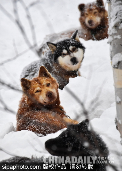 走進(jìn)西伯利亞狗狗收容所 看雪橇犬們的生活（組圖）