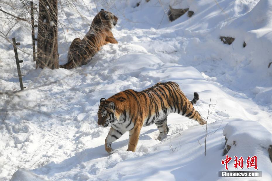 長(zhǎng)春多輪降雪后 動(dòng)物們開啟狂歡模式