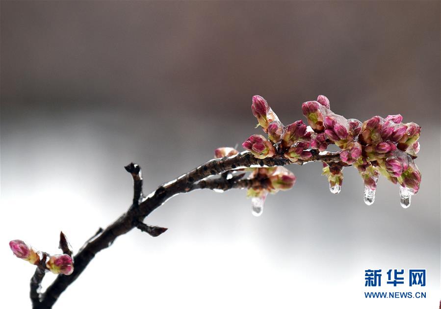 美國東北部遭遇暴風雪 數千航班取消（組圖）