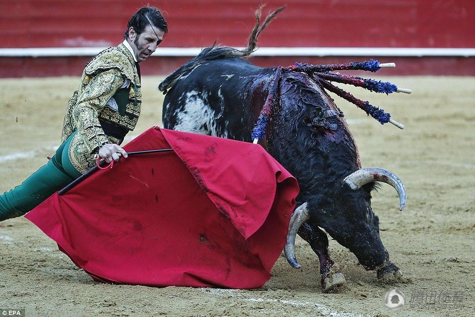 傳奇斗牛士重傷送醫 被牛挑起假眼飛出