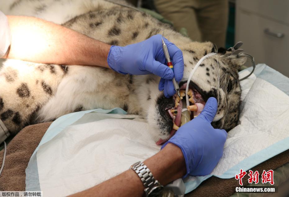 動物園為珍稀雪豹修復斷牙 猛獸格外“聽話”