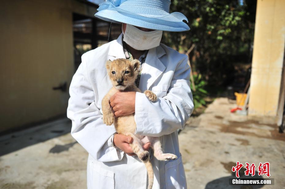 云南野生動物園新添小獅子 呆萌可愛[組圖]