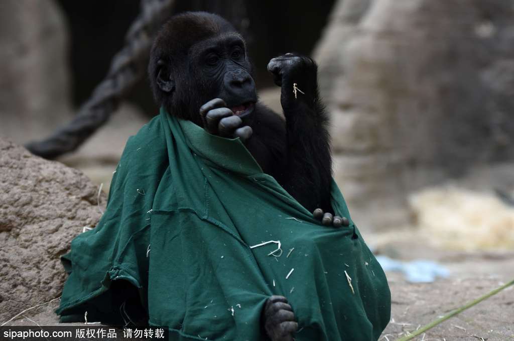 西班牙九個(gè)月小猩猩動(dòng)物園玩耍嬉戲 憨態(tài)可掬“人模人樣”