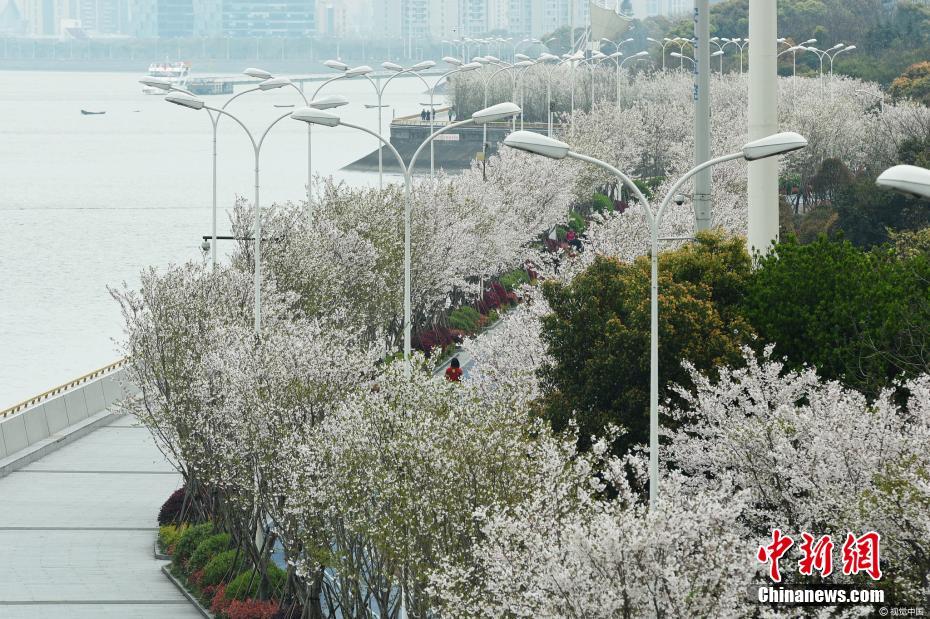 美爆！錢塘江畔“最美跑道”變身櫻花大道
