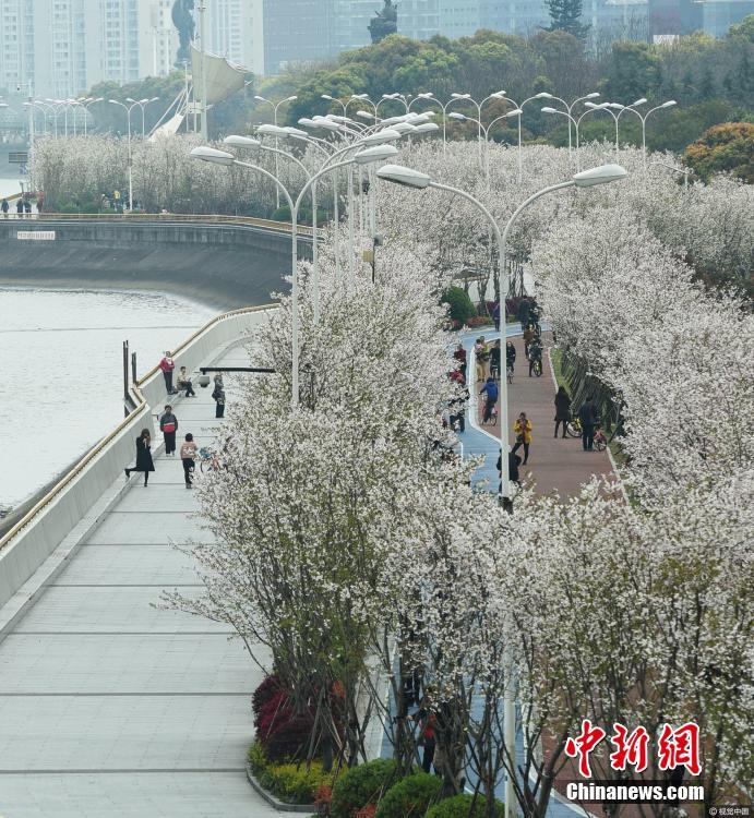 美爆！錢塘江畔“最美跑道”變身櫻花大道