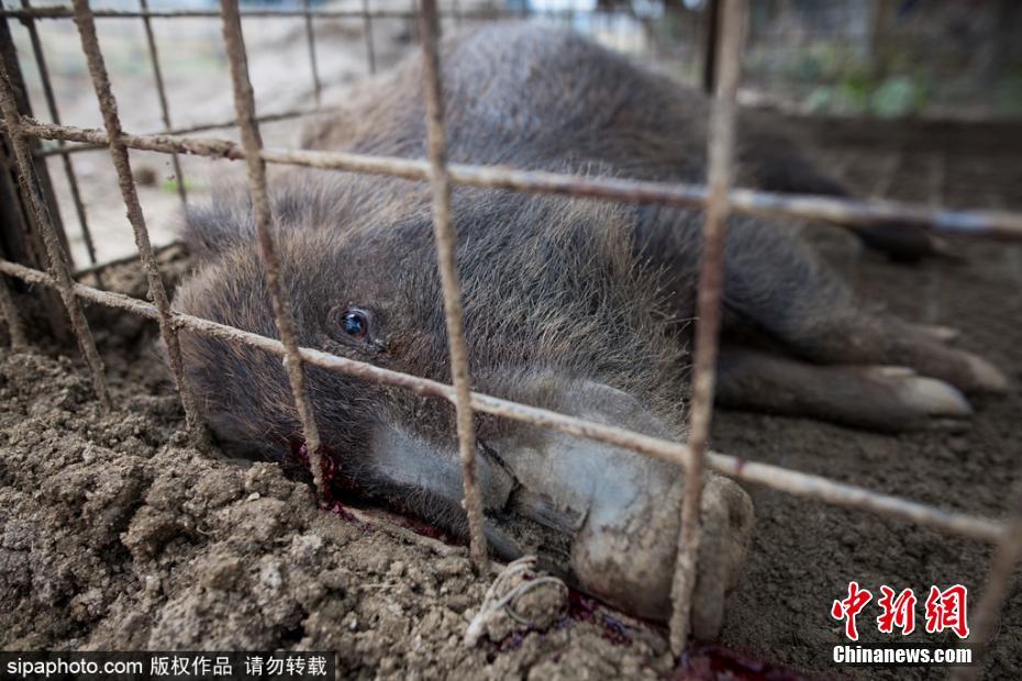 日本解封核輻射重污染區 獵殺變異野豬