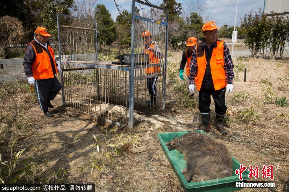 日本解封核輻射重污染區 獵殺變異野豬