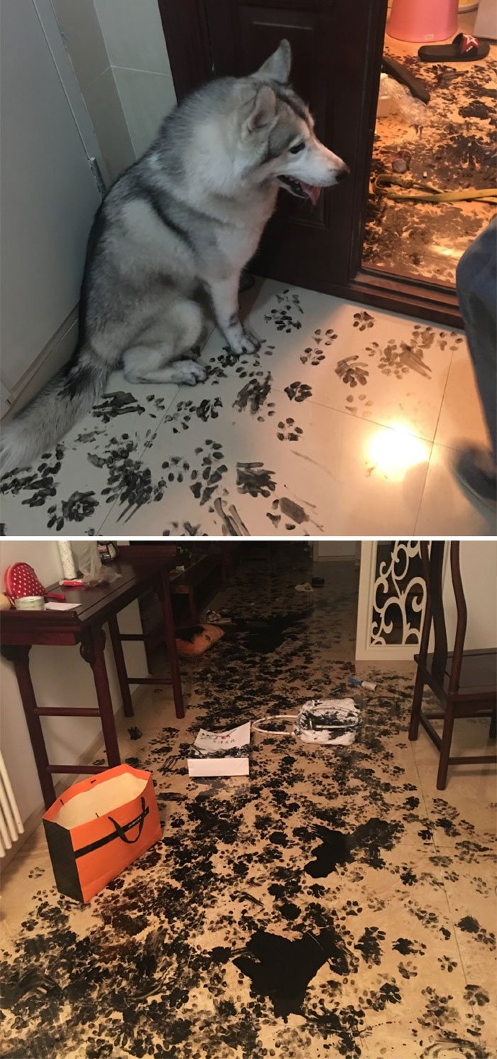 都是主人的錯！當你讓寵物獨自留在家中之后