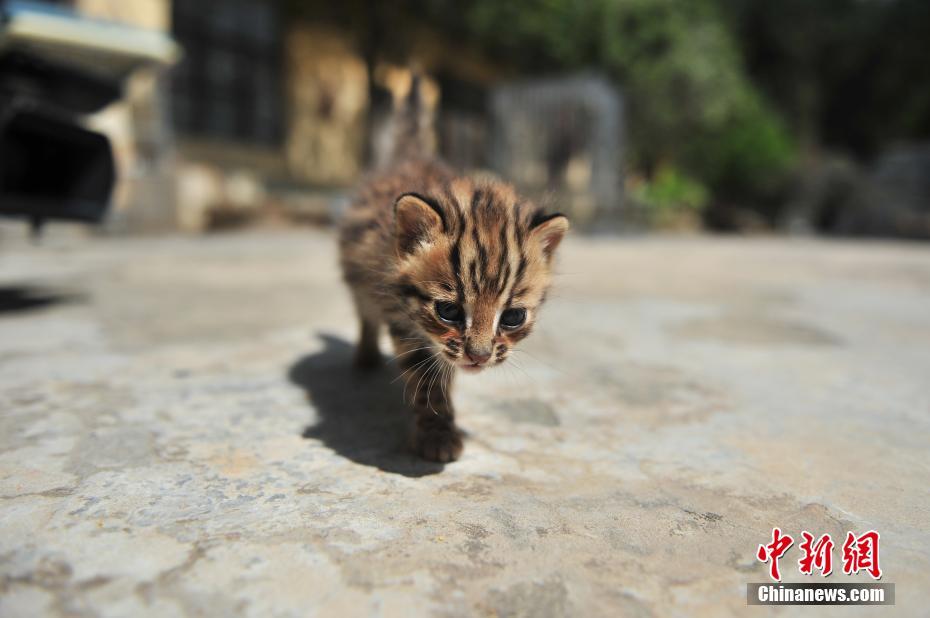 云南野生動(dòng)物園收容救助小豹貓 呆萌惹人愛