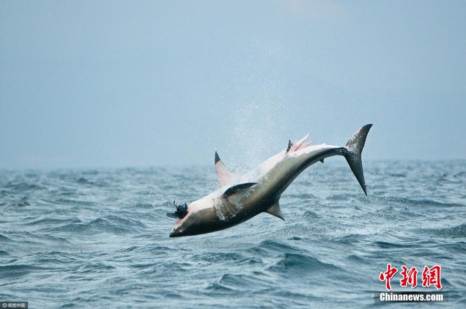 大白鯊也會“飛” 躍出海面1.5米捕食海豹
