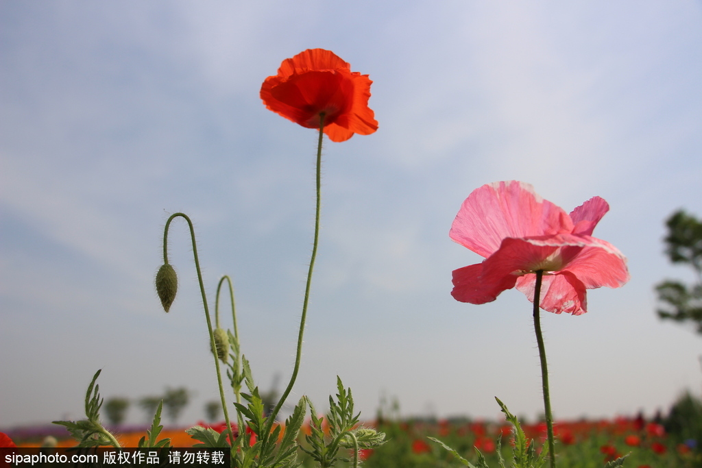 湖北孝感：鮮花盛開(kāi)五彩繽紛 春風(fēng)和煦游人醉