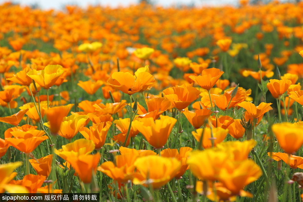 湖北孝感：鮮花盛開五彩繽紛 春風和煦游人醉