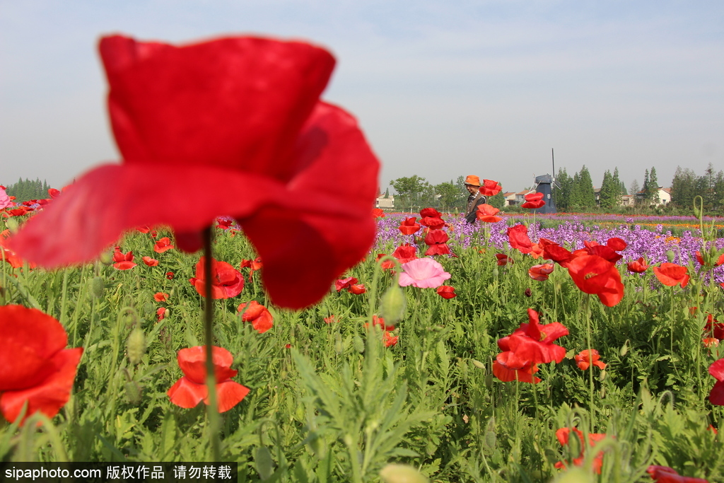 湖北孝感：鮮花盛開五彩繽紛 春風和煦游人醉