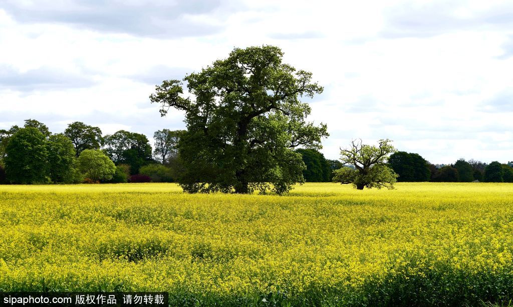 走進(jìn)如畫(huà)英倫莊園 感受午后明媚春光