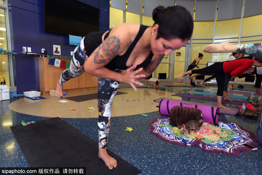 與喵星人一起做運(yùn)動(dòng) 美國推出人與貓咪瑜伽工作室