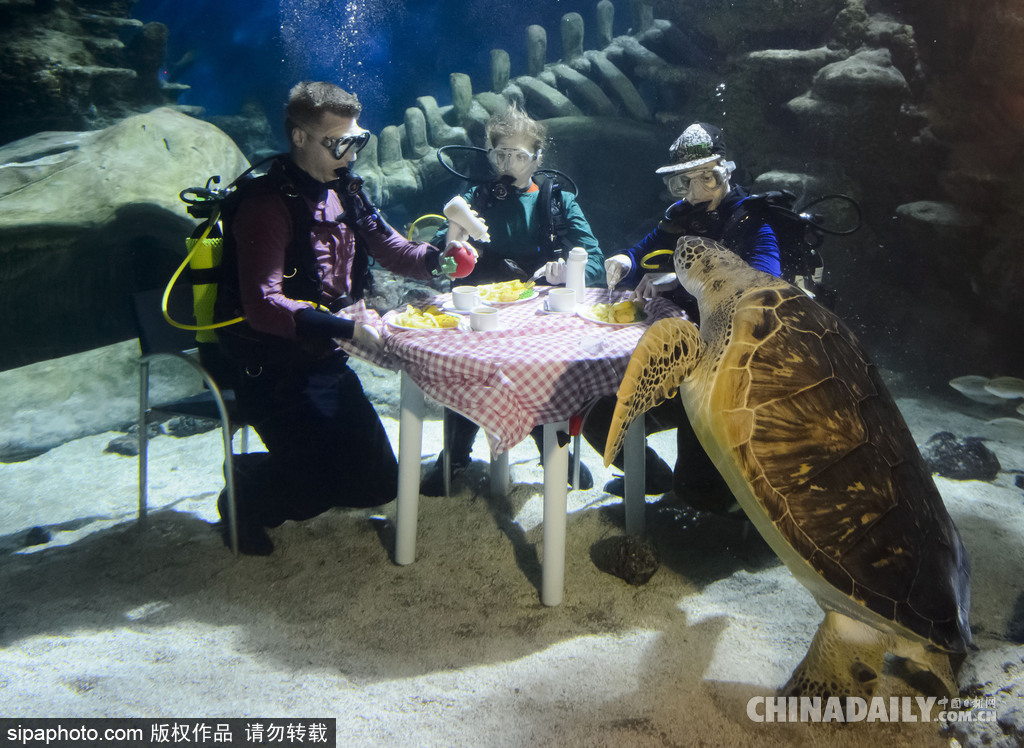 拼的就是創(chuàng)意 盤點水下世界趣聞不斷