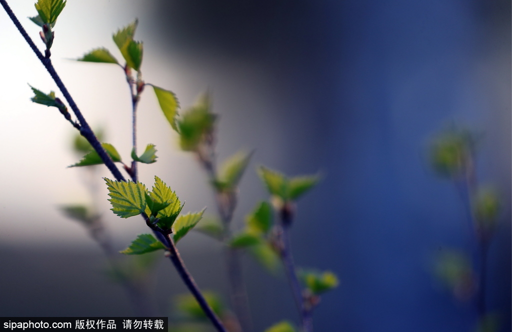 俄羅斯伊萬諾沃州春日風光 寒意未退清新絕美