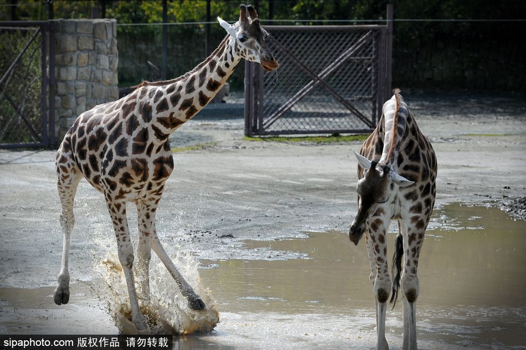 捷克動物園里的長頸鹿 撒歡兒跳水坑呆傻可愛