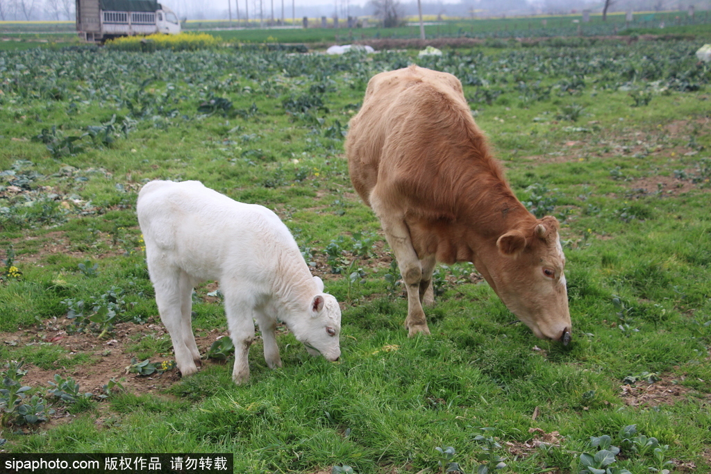 長大后我將成為你 母親節盤點動物界母子神同步