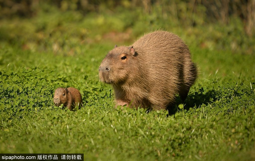 長大后我將成為你 母親節盤點動物界母子神同步