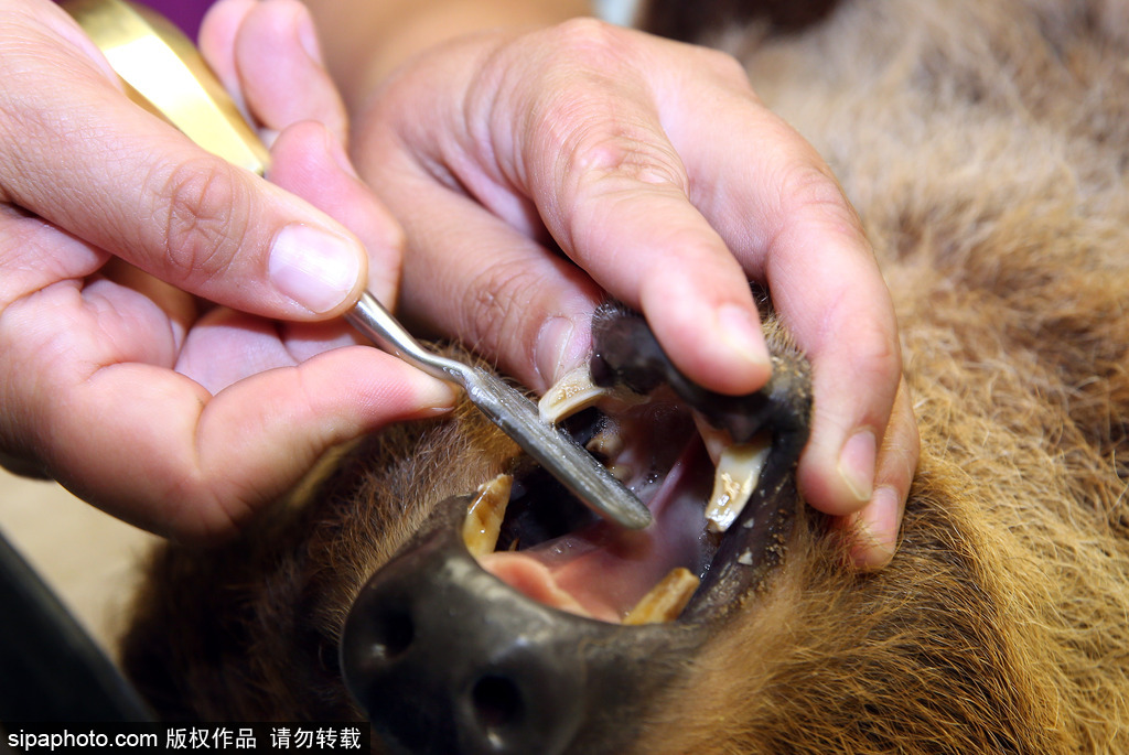 樹懶也有牙病？德國哈雷動物園樹懶接受牙醫(yī)治療