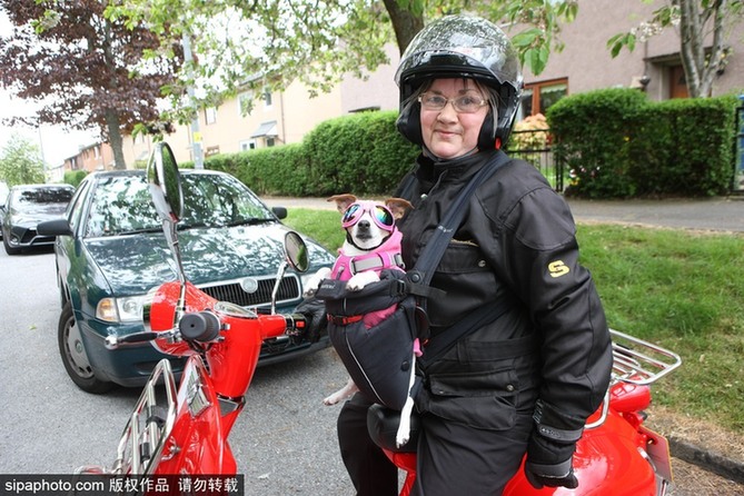 帶上汪星人去兜風 主人為愛犬打造摩托車安全背帶