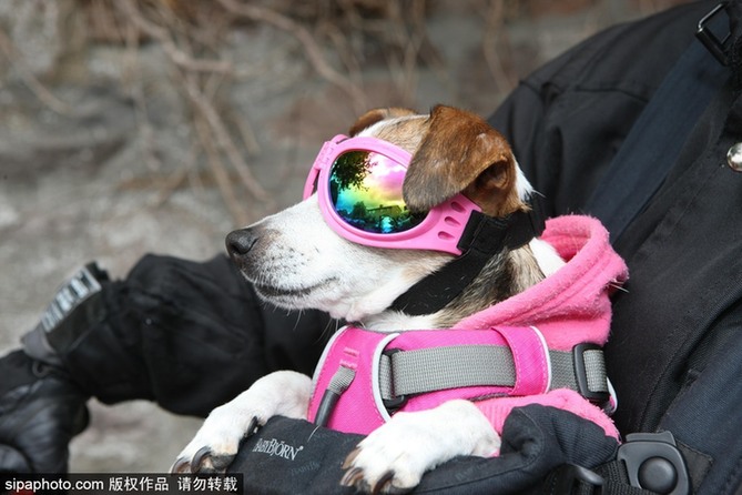 帶上汪星人去兜風(fēng) 主人為愛(ài)犬打造摩托車安全背帶