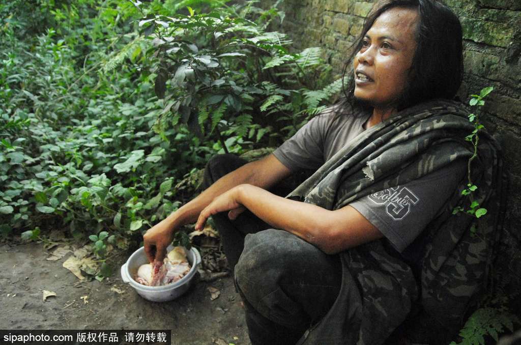 人與自然相處模式 印尼男子養(yǎng)老虎親密無(wú)間