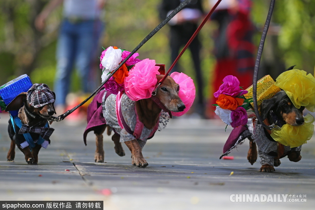 俄羅斯舉行臘腸犬游行活動(dòng) 可愛(ài)狗狗上演“時(shí)裝秀”