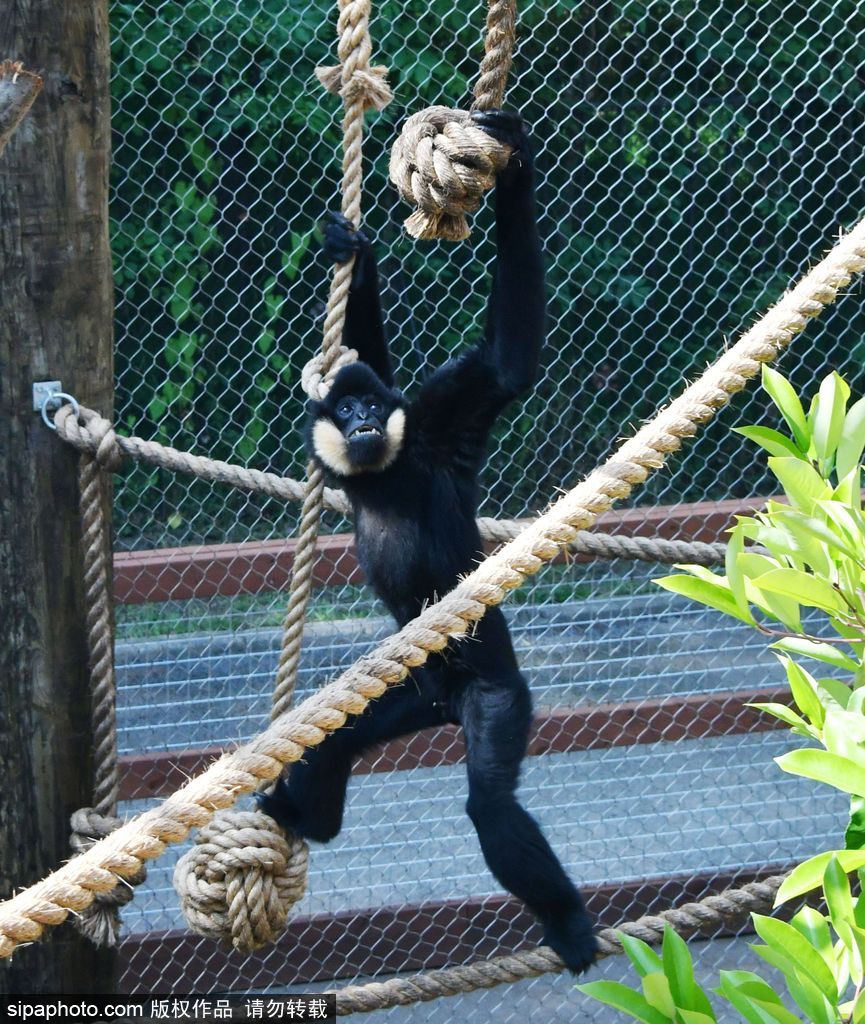英國(guó)倫敦動(dòng)物園長(zhǎng)臂猿 “飛檐走壁”身手敏捷