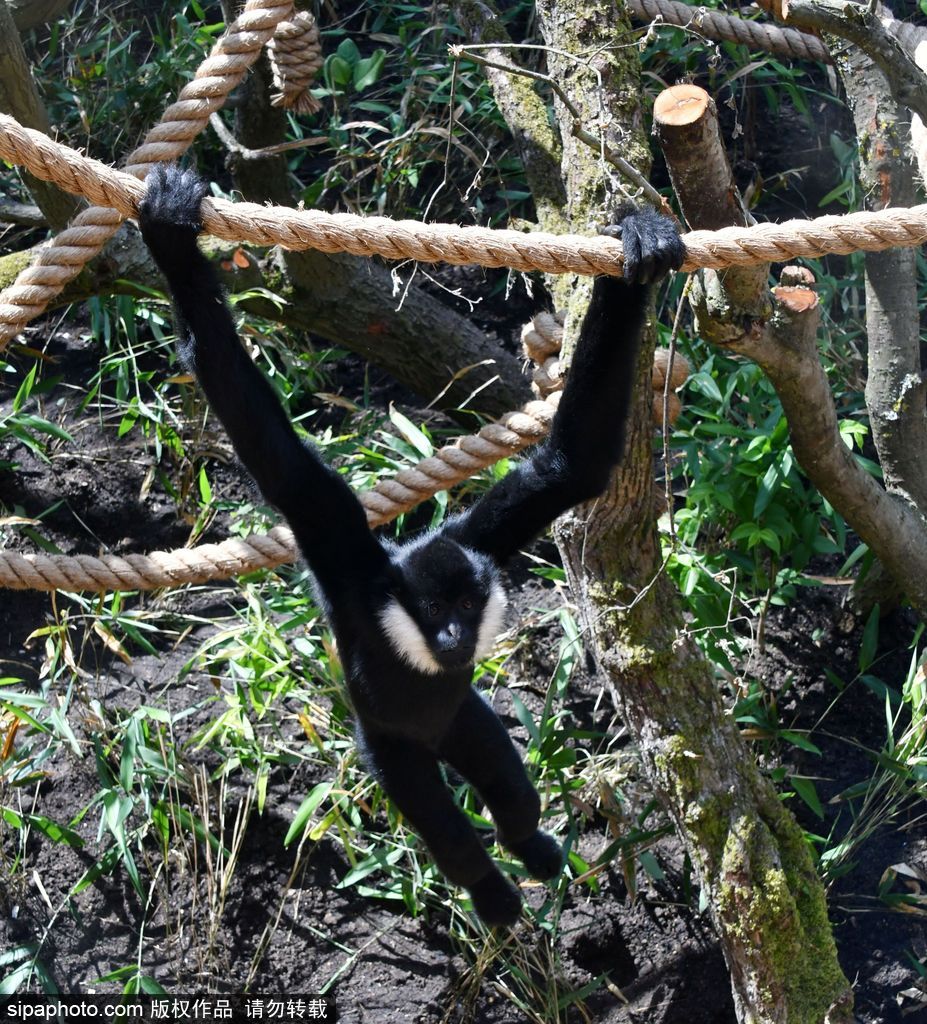英國(guó)倫敦動(dòng)物園長(zhǎng)臂猿 “飛檐走壁”身手敏捷