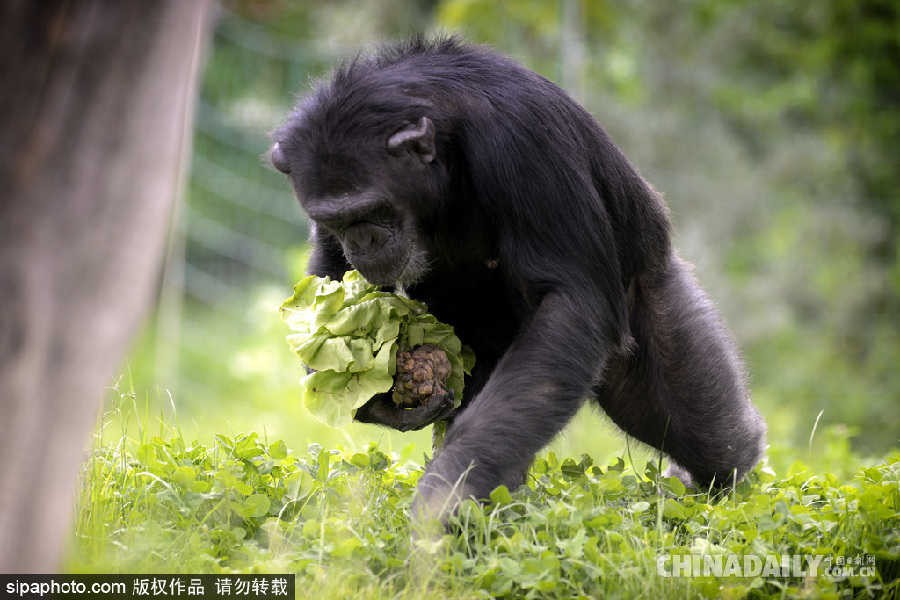 能耐了！捷克動物園黑猩猩直立行走采摘食物有模有樣