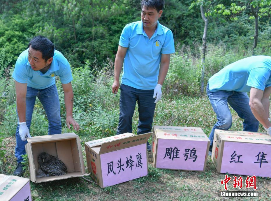 云南266頭(只)野生動(dòng)物被放歸自然